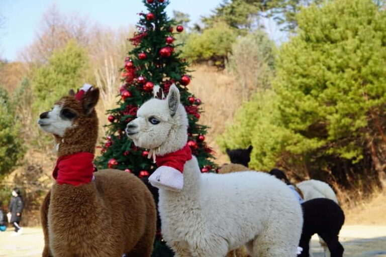 Seoul: Alpaca/Nami/Eobi(+RailBike, Strawberry optional) Tour - Practical Details & What to Expect