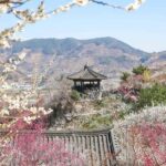 Seoul/Busan: Gwangyang Plum Blossom Festival Spring Day Tour - Why This Tour Offers Great Value