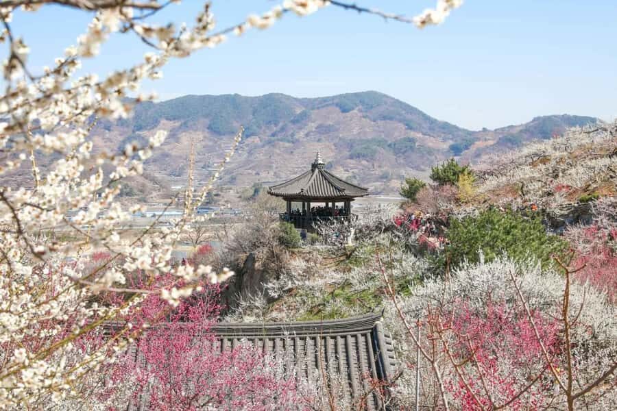 Seoul/Busan: Gwangyang Plum Blossom Festival Spring Day Tour - Why This Tour Offers Great Value