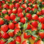 Seoul: Cheongyang Ice Festival & Strawberry Picking - Final Thoughts