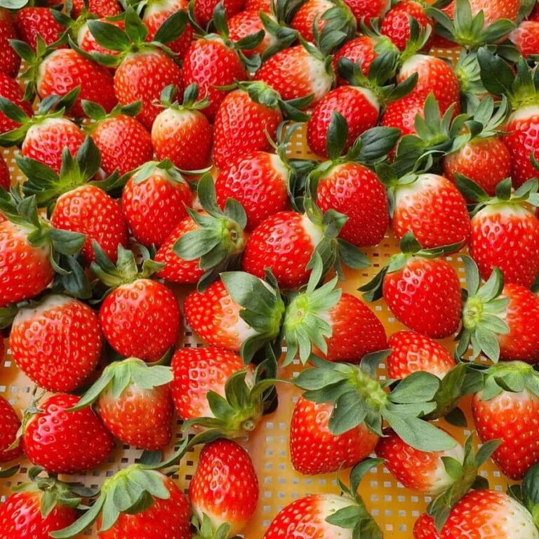 Seoul: Cheongyang Ice Festival & Strawberry Picking - Final Thoughts