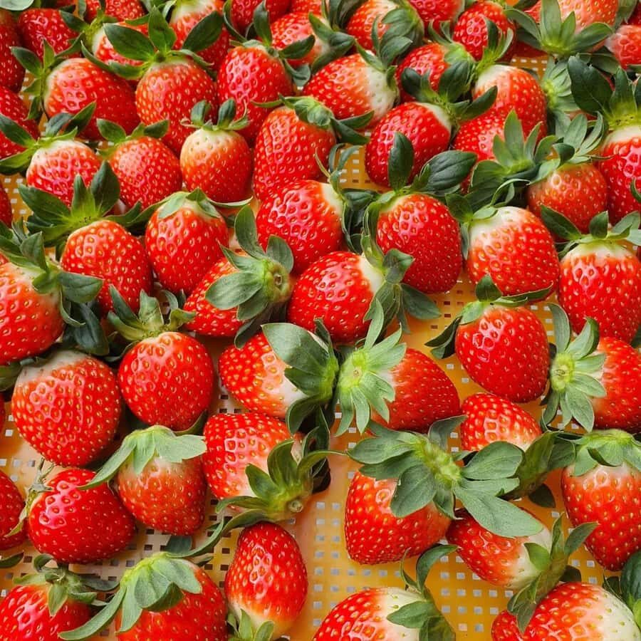 Seoul: Cheongyang Ice Festival & Strawberry Picking - Final Thoughts