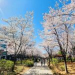 Seoul Cherry Blossom Walking Tour to Gyeongui Line Park - The Experience from Reviews