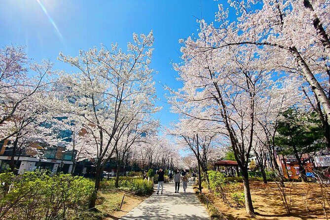 Seoul Cherry Blossom Walking Tour to Gyeongui Line Park - The Experience from Reviews
