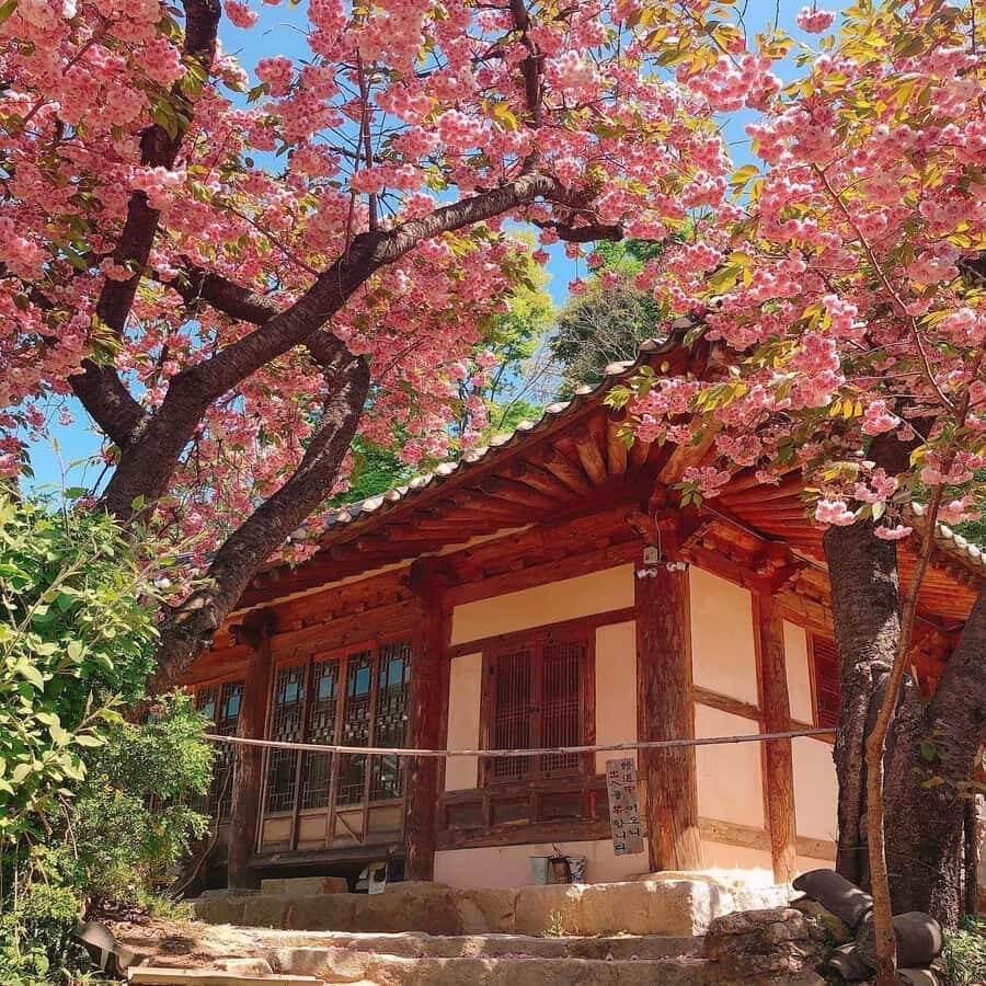 Seoul Day Tour: Suwon Hwaseong Fortress & Cherry Blossoms - Exploring the Tour Itinerary