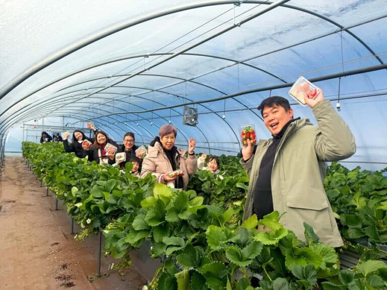 Seoul: Gamaksan, IceWall Cafe, Hanok +Herb Museum/Strawberry - Practical Tips for Making the Most of Your Day