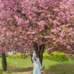 Seoul: King Cherry Blossom or Random Spring Flowers Day Tour - Who Should Consider This Tour?