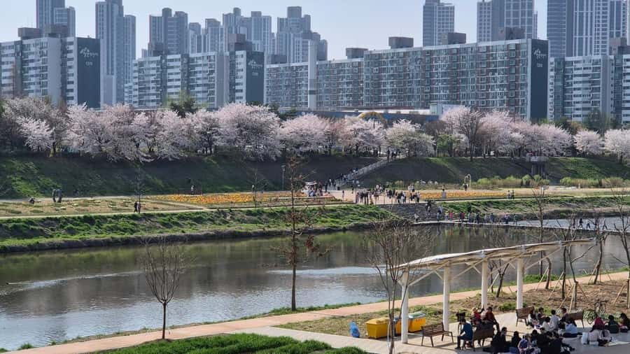 Seoul Riverside Walk and Korean-Style Picnic Experience - The Itinerary in Detail