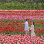 Seoul: Taean Tulip Festival and Strawberry Picking Day Tour - Itinerary Breakdown and Highlights