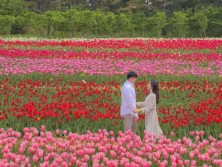 Seoul: Taean Tulip Festival and Strawberry Picking Day Tour - Itinerary Breakdown and Highlights