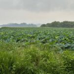 Seoul: "Taste Korea Slow" Full Day Escape & Wellness Tour - Exploring the Tour in Detail