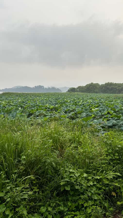 Seoul: "Taste Korea Slow" Full Day Escape & Wellness Tour - Exploring the Tour in Detail