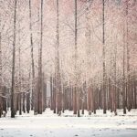 Seoul: Winter Wonder, Mt. Seorak & Nami island & Eobi Valley - The Practical Side: Transportation, Timing, and Value