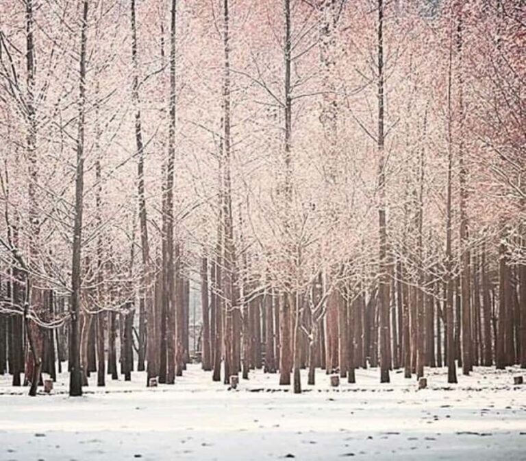 Seoul: Winter Wonder, Mt. Seorak & Nami island & Eobi Valley - The Practical Side: Transportation, Timing, and Value