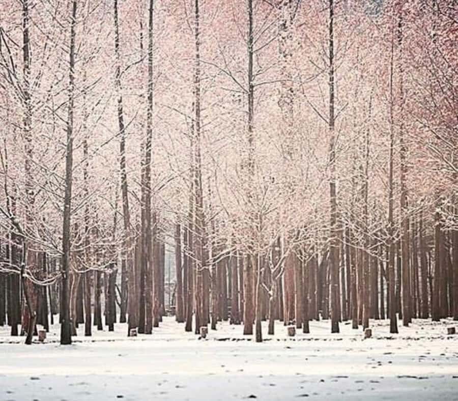 Seoul: Winter Wonder, Mt. Seorak & Nami island & Eobi Valley - The Practical Side: Transportation, Timing, and Value