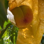 Shanghai: Delicate Seasonal Fruits and Picking Experience - What Reviewers Say