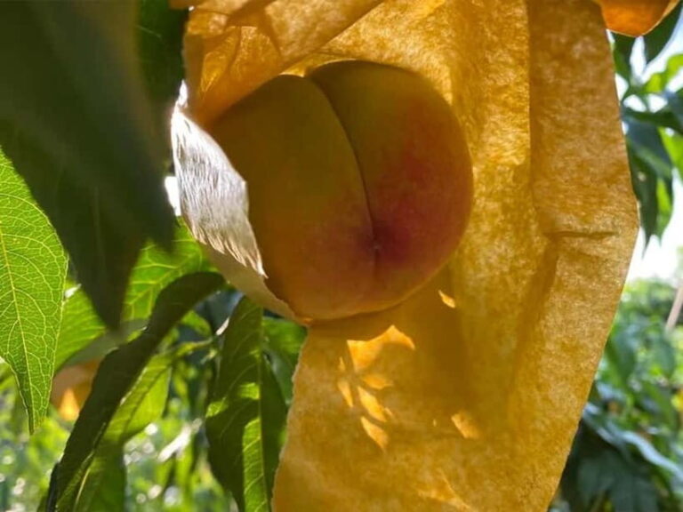 Shanghai: Delicate Seasonal Fruits and Picking Experience - What Reviewers Say