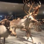 Shanghai Natural History Museum Admission Ticket - Why This Museum Is Worth Your Time