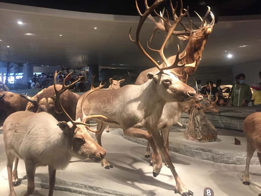 Shanghai Natural History Museum Admission Ticket - Why This Museum Is Worth Your Time