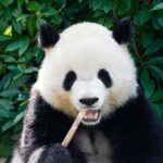 Shanghai: Shanghai Zoo Entry Ticket with Pandas - A Deep Dive into the Itinerary