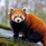 Shanghai: Shanghai Zoo Entry Ticket with Pandas - Why This Tour is Worth Considering