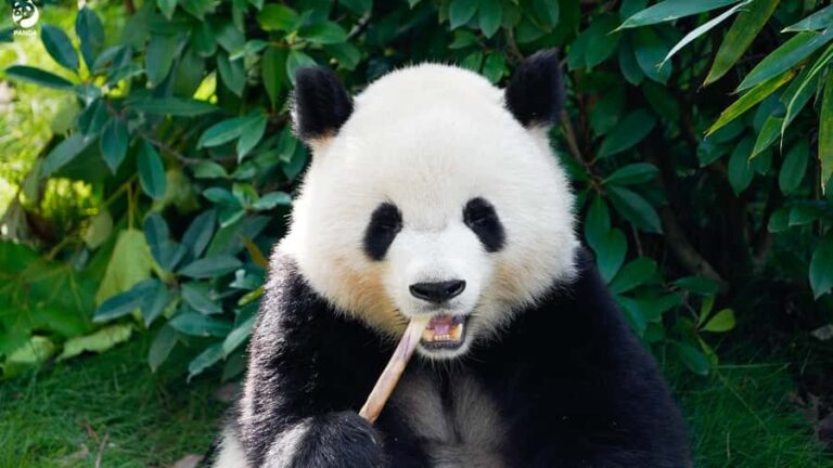 Shanghai: Shanghai Zoo Entry Ticket with Pandas - A Deep Dive into the Itinerary