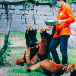 Shanghai: Wild Animal Park Ticket - Authentic Experiences and Real Feedback