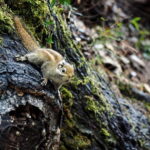 Shangri-La: Meili Snow Mountain and Yubeng Village Trek - What to Expect: A Deep Dive into the Itinerary