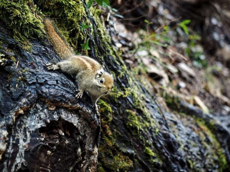 Shangri-La: Meili Snow Mountain and Yubeng Village Trek - What to Expect: A Deep Dive into the Itinerary