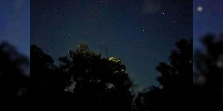 Shared Firefly Watching Cruise on Bohols Scenic Loboc River - The Value: Is It Worth It?