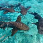 Sharks & Stingrays Snorkeling in Punta Cana with Parasailing - How Does It Fare in Terms of Value?