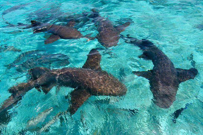 Sharks & Stingrays Snorkeling in Punta Cana with Parasailing - How Does It Fare in Terms of Value?