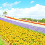 Shikisai-no-Oka and Furano Tour with buffet lunch from Sapporo - Who Will Love This Tour?