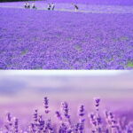 Shikisai-no-Oka and Furano Tour with buffet lunch from Sapporo - Who Should Book This Tour?