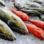 Shima: Premium Fish Shop Tour, Exclusive Backyard Experience - A Deep Dive Into the Shima Fish Shop Tour