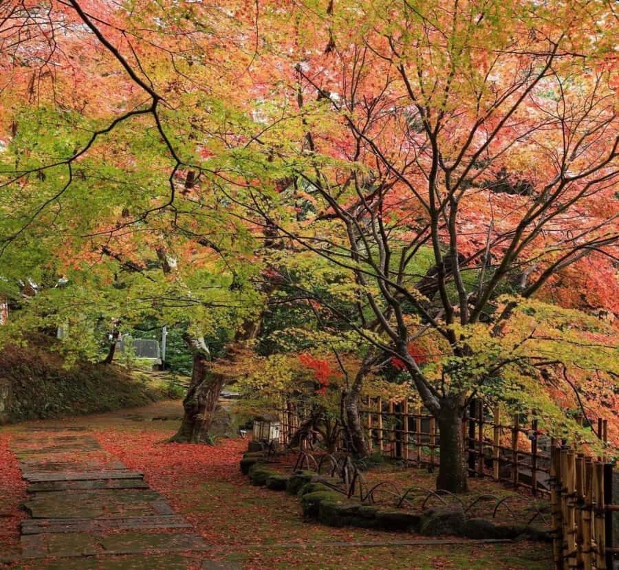 Shimizu: Kyoto Private Custom Day Tour with English guide - Highlights of the Tour