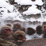 Shimizu: Nagano full-day Private Tour - What’s Included & Practical Considerations