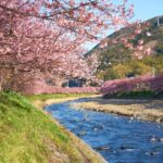 Shizuoka: Cherry Blossom, Plum Garden, & Fruit picking Tour - Who Is This Tour Best For?