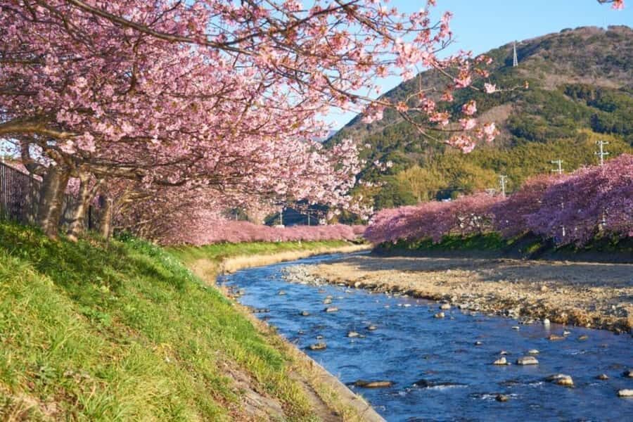 Shizuoka: Cherry Blossom, Plum Garden, & Fruit picking Tour - Who Is This Tour Best For?