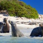 Shoalwater Islands Marine Park Cruise with Lunch - Why This Tour Is Worth Considering
