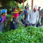 Shore Excursions Tea Plantation from Colombo Port Passenger Jetty - FAQ