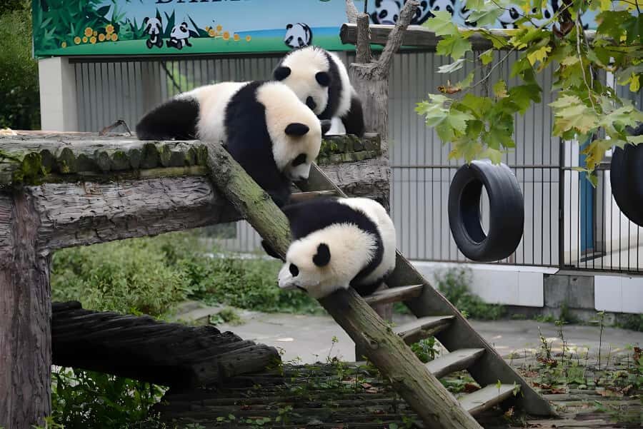 Sichuan: Bifengxia Giant Panda Base Ticket - Who Will Love This Experience?