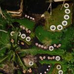 Sidemen Tour with Optional Koli Koli Day Club Visit - Detailed Insights on the Experience