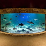 Siem Reap: Angkor Wildlife & Aquarium Entrance Ticket - Final Thoughts