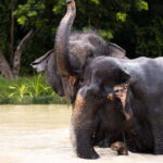 Siem Reap: Dine with Elephants, a Nature & Wildlife Journey - Who Would Love This Tour?