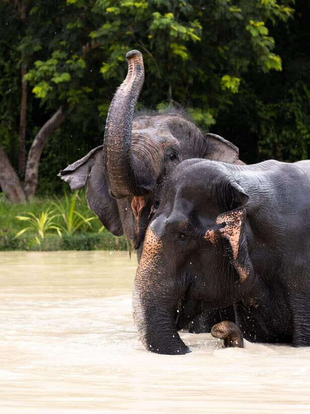 Siem Reap: Dine with Elephants, a Nature & Wildlife Journey - Who Would Love This Tour?