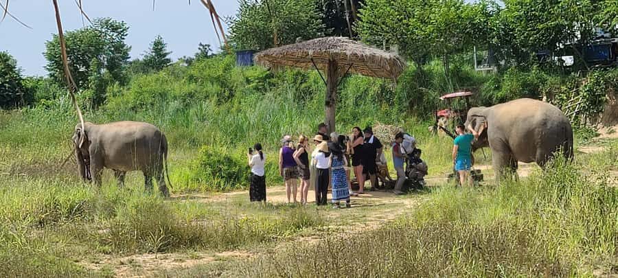 Siem Reap: Elephant Sanctuary Guided Tour - What Sets This Tour Apart?