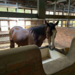Siem Reap Happy Horse Riding Free Pick-up & Drop-off - Who Would Love This Tour?