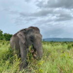 Siem Reap: Small Group Tour of Kulen Elephant Forest - Detailed Breakdown of the Itinerary