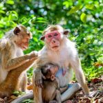 Sigiriya and Dambulla day trip, the cream of Sri Lankan heritage - The Sum Up